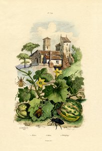 Melón de French School